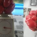 Didelis raudonas laimikis: prieniškio šiltnamyje užaugo beveik pusantro kilogramo sveriantis pomidoras