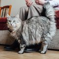 Kačių elgsenos specialistė pataria: ką daryti, jei katė šlapinasi ne vietoje