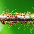 5 faktai, kurių nežinojote apie skruzdėles