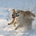 Kaip prižiūrėti šunis žiemą?