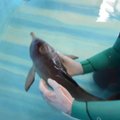 Argentinoje per mėnesį išgelbėti net trys retos rūšies delfinų jaunikliai