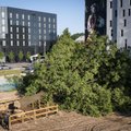 Компания, спилившая вековой дуб в Вильнюсе, планировала убрать еще одно дерево
