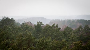 Aplinkos ministerija: Ignalinos rajone 1200 ha plote išplito pušų kenkėjo pušinio pjūklelio židinys