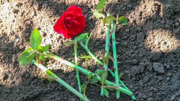 Sodininkų triukai: kaip per 5 dienas patiems užsiauginti daug rožių sodinukų iš stiebelių