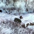 Gelbėtojai nukėlė nuo uolų kalnuose pasiklydusį šunį