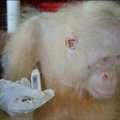 Prieš 10 dienų išgelbėta itin reta albinosė orangutango patelė atgauna jėgas