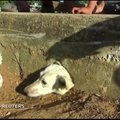 Peru išgelbėtas maisto ieškojęs ir įstrigęs šuo