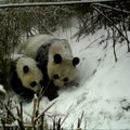 Nufilmuota mažylį maitinanti didžioji panda