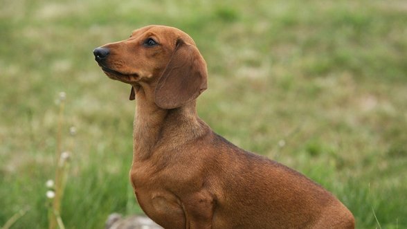 Klastingos ligos požymius nesunkiai gali pastebėti kiekvienas šuns šeimininkas