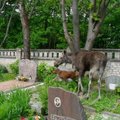 Klaipėdos kapinėse užfiksuoti neįprasti lankytojai