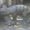 Čilės zoologijos sode gimė mažasis hipopotamas