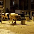 Naktį Klaipėdos gatvėmis slampinėjo karvės