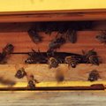 Bitininkas, kurio aistra Kaune ant stogų laikyti bites, nusprendė išgelbėti A. Šabaniausko gluosnį