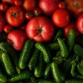 Sultingiausi pomidorai ir traškiausi agurkai: kaip užsiauginti superderlių