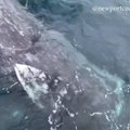 Žmonių akistata su itin draugišku pilkuoju banginiu