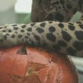 San Diego zoologijos sode gyvūnai švenčia Heloviną