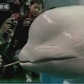 Tapantis baltasis delfinas sužavėjo minias žmonių Kinijoje