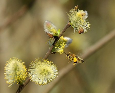 Žydinčios blindės – vienas pirmųjų nektaro šaltinių bitėms