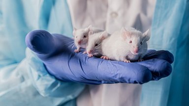 Naujas vaistas padėjo girtoms pelėms greičiau atsigauti: mokslininkai tikisi išgelbėti milijonus gyvybių