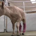 Veršelis Hero gavo kojų protezus ir naują šansą gyventi