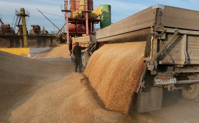 Rusijos ūkininkai nuima neįprastai aukštos kokybės kviečių derlių