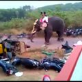 Įsiutęs dramblys tarsi skardines traiškė transporto priemones
