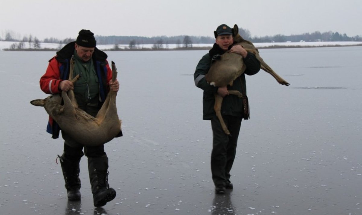 Aplinkosaugininkai išgelbėjo nuo ledo pasitraukti negalinčias stirnas