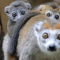 Madagaskaro lemūrai neteko „neliečiamųjų“ statuso