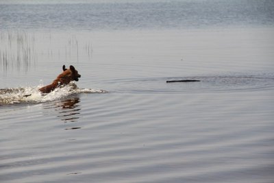 Šunų vandenyje, kur maudosi žmonės, būti negali