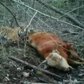 Kinija išplatino vaizdo įrašą su laukinio Sibiro tigro puota