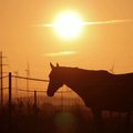 Prancūzijoje siautėja žiaurūs arklių skriaudikai