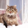 Miškinę norvegų katytę primenanti Spelta ieško namų