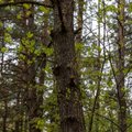 „Sengirės fondas“ išpirko pirmąjį mišką Vakarų Lietuvoje