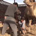 Peru pasaulį išvydo retos rūšies kupranugario jauniklis