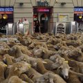 Ispanų piemenys Madrido gatvėmis gynė 2 tūkst. avių