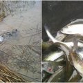 Žvejai džiaugiasi: naujomis gyventojomis pasipildė dar vienas Šiaulių ežeras