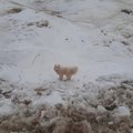 Rusų jūreiviai Arktyje išgelbėjo šunį, įstrigusį ant plaukiančios ledo lyties