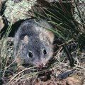 Australijoje atrasta pelių rūšis, kurių patinai poruojasi tol, kol krenta negyvi
