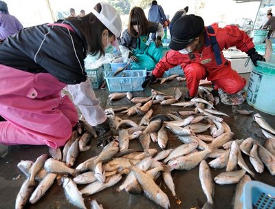 Moterys Fukušimos prefektūroje rūšiuoja šviežiai sugautas žuvis 