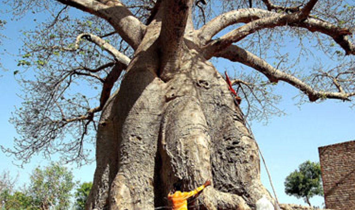 Vaikai stovi šalia baobabo medžio