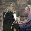 Muzikantas naiviai tikėjosi, kad jo muzika ramiai nuteiks šimtus alkanų laukinių beždžionių Tailande