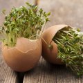Kiaušinių lukštai nuostabi trąša – kaip surinkti ir teisingai panaudoti