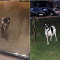 Lazdynėlių gatvėse palaidas šuo – ne vienerius metus besitęsianti situacija