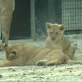 Prancūzijos zoologijos sode balandį gimę liūtukai pirmą kartą pasirodė viešai