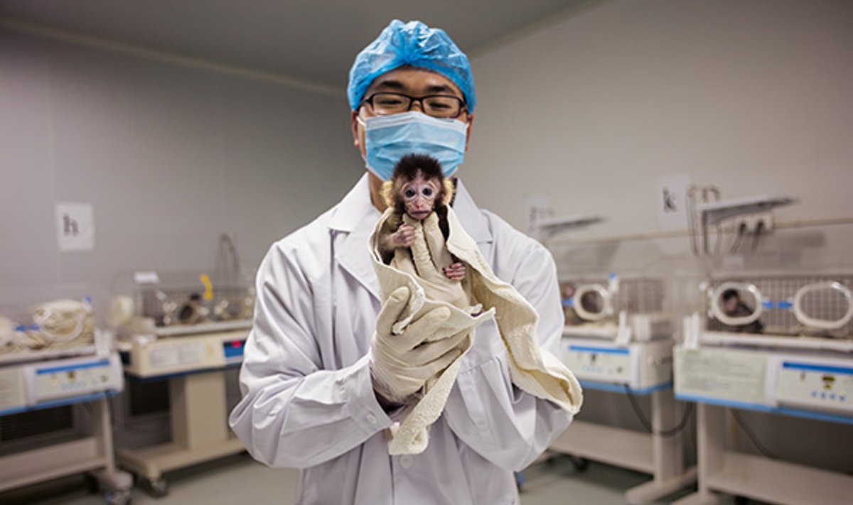 Kunminge, Kinijoje, esančioje Centrinėje Junano primatų biomedicinos tyrimų laboratorijoje Inas Džou rodo krabaėdžių makakų jauniklį, užaugintą iš CRISPR metodu pakeisto embriono.