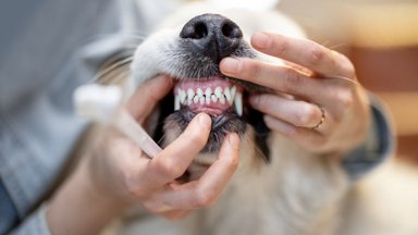 Apie augintinio dantų higieną dažnas šeimininkas nepagalvoja – specialistė siūlo 3 efektyvias priemones