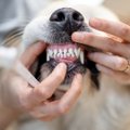 Apie augintinio dantų higieną dažnas šeimininkas nepagalvoja – specialistė siūlo 3 efektyvias priemones