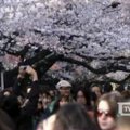 Japonai parkuose stebi žydinčias vyšnias