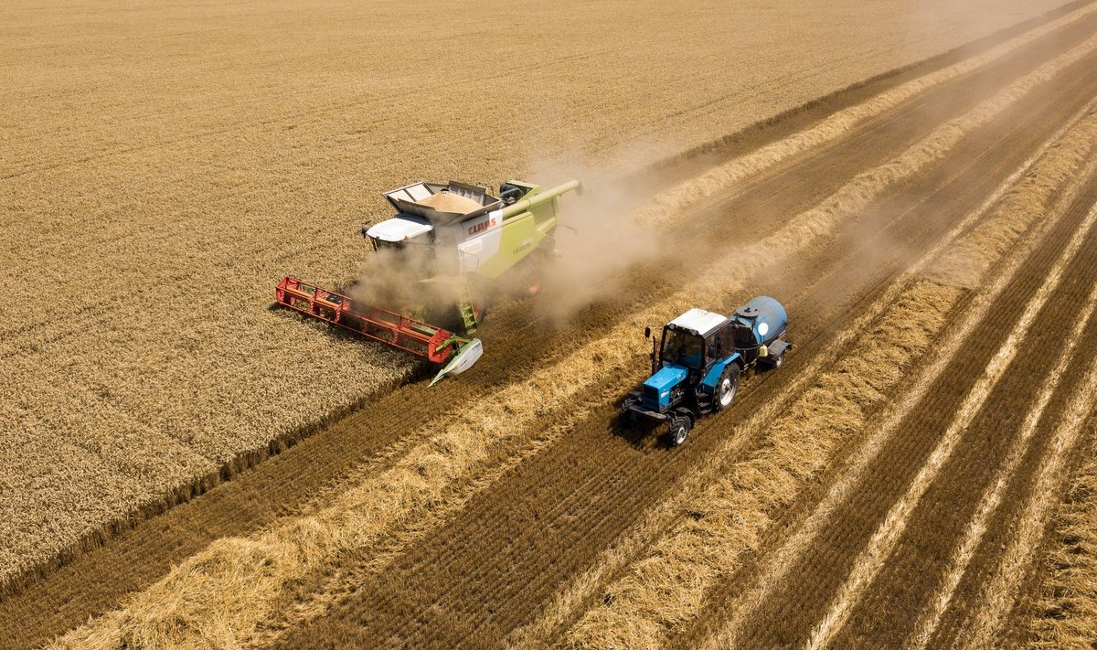 Rusijos ūkininkai nuima kviečių derlių