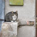 В Беларуси кот спас мужчину от гибели на пожаре